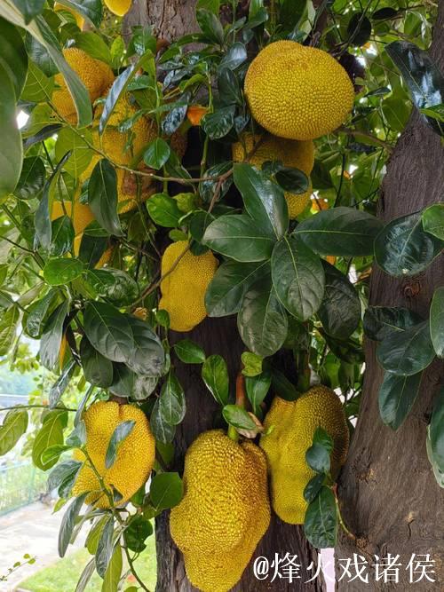 揭秘菠萝蜜直播视频的精彩瞬间